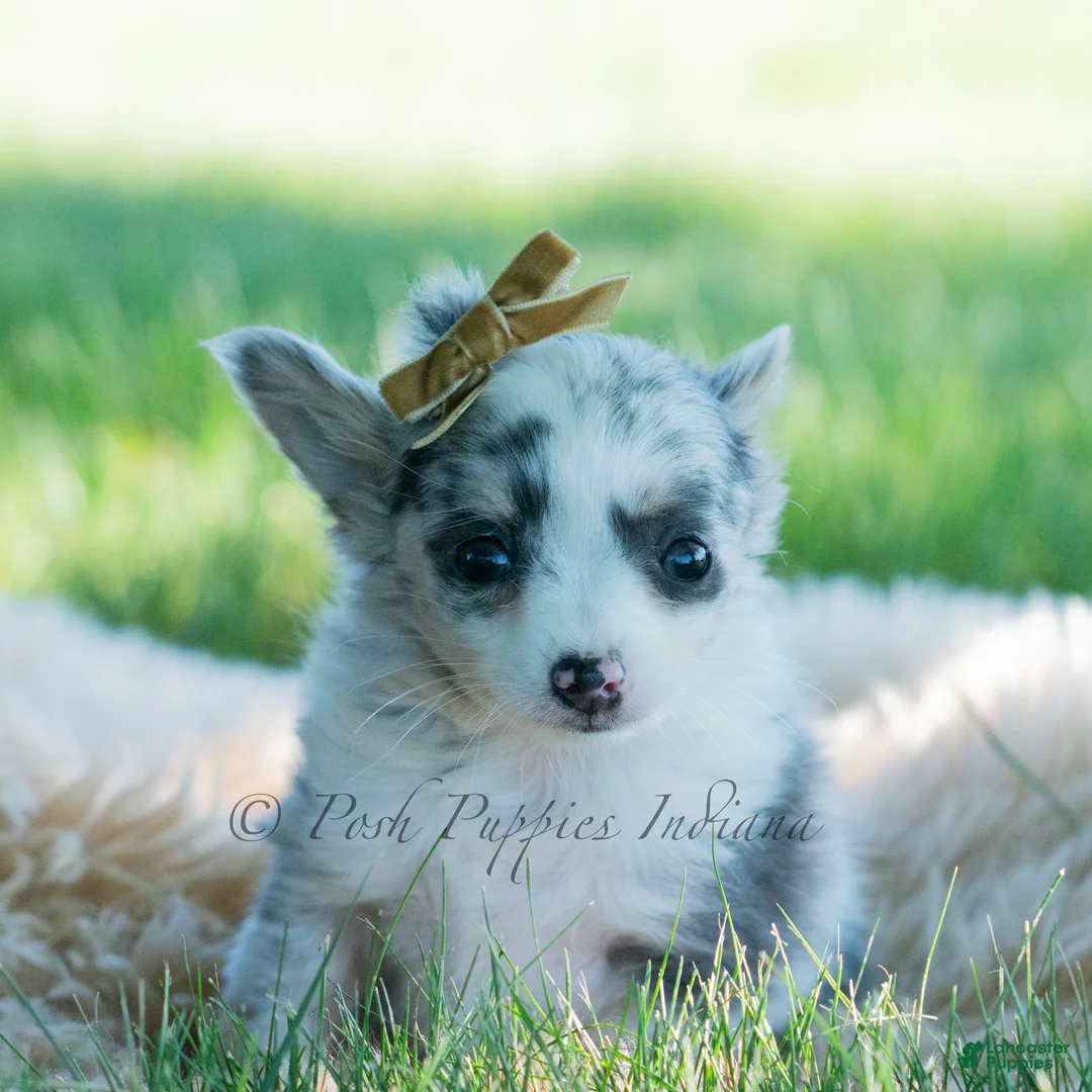 Chihuahua dogs for sale: Bluey - Ad 8