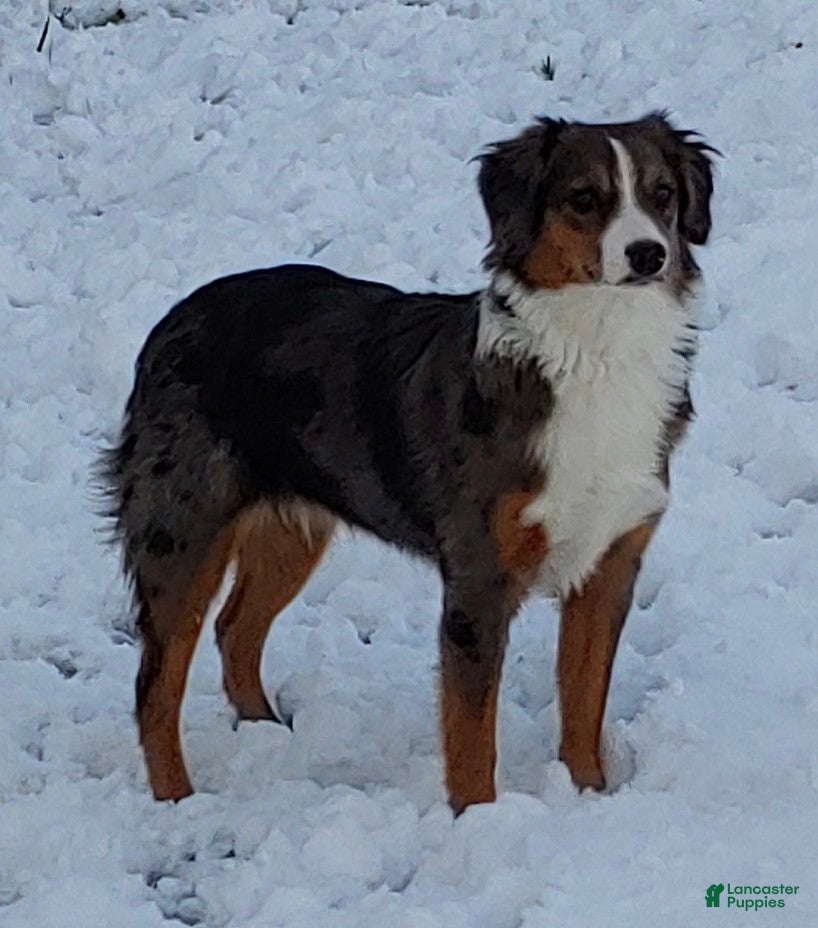 Miniature Australian Shepherd dogs Miniature Australian Shepherd 2 - Ad 2