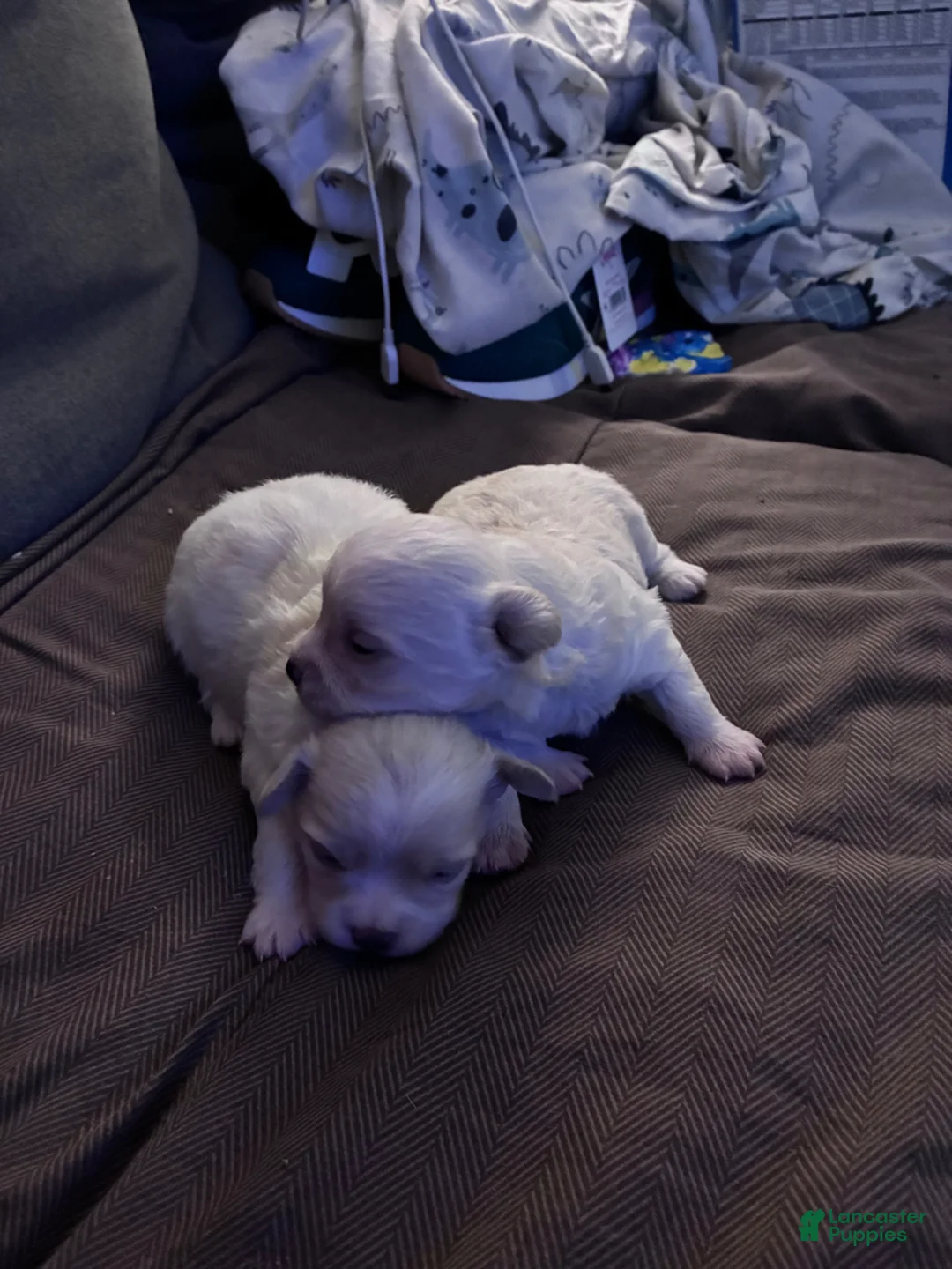 Chipoo dogs for sale: Chipoo Puppy 1 - Ad 1