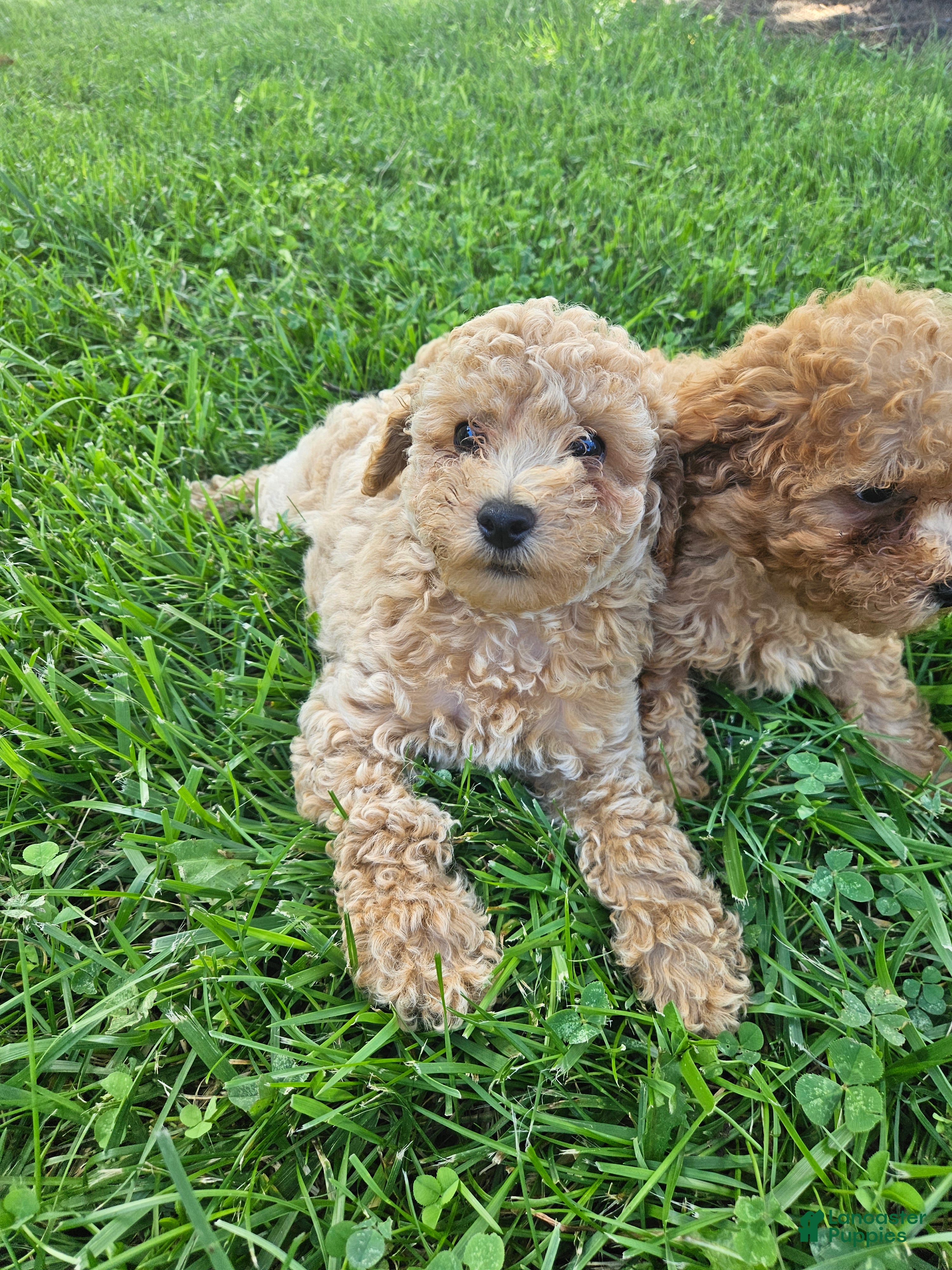Bichpoo dogs Rocky - Ad 15