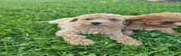 Bichpoo dogs for sale: Rocky - Ad 1
