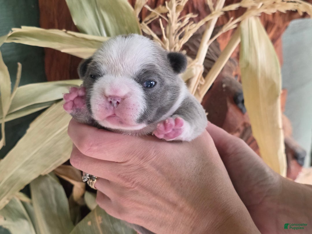 French Bulldog dogs for sale: ❄️ Ana – Blue Panda Husky-Pattern French Bulldog - Ad 6