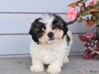 Teddy Bear dogs - Ad 22