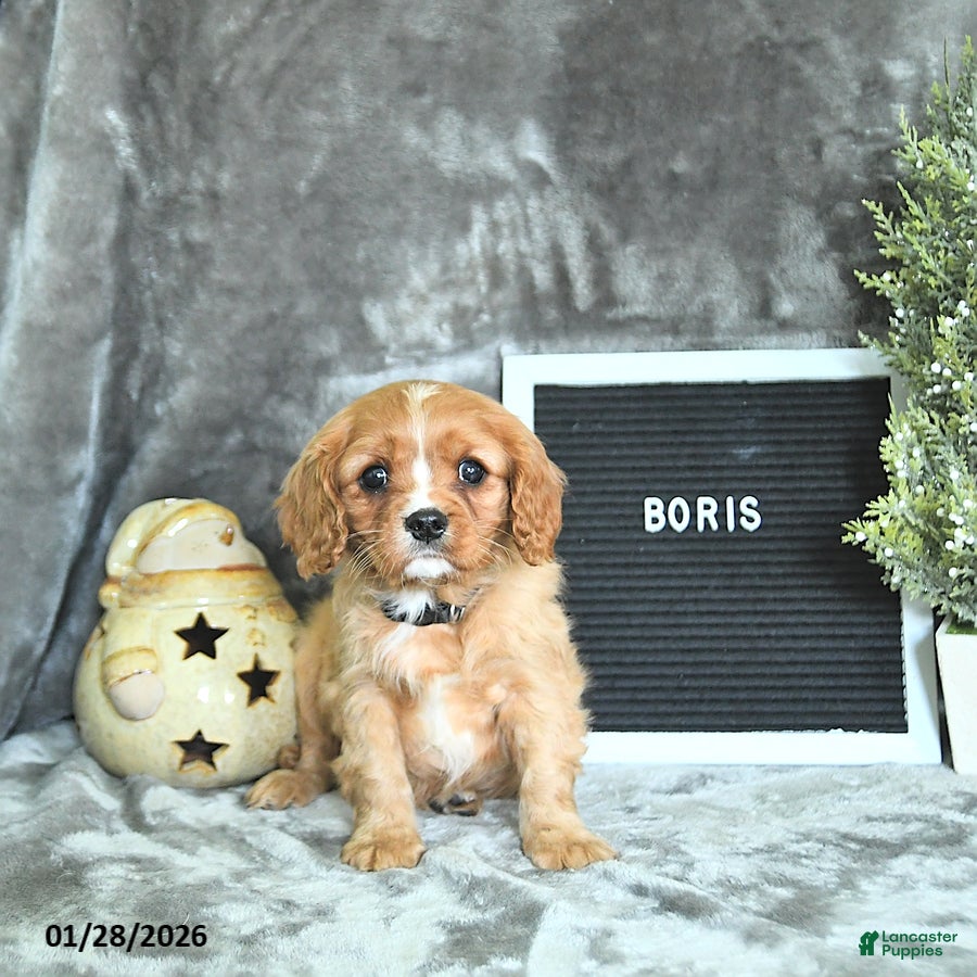 Cavalier King Charles Spaniel dogs Boris - Ad 10