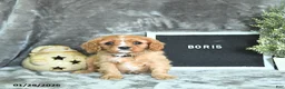 Cavalier King Charles Spaniel dogs for sale: Boris - Ad 1