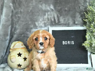 Cavalier King Charles Spaniel dogs Boris - Ad 10