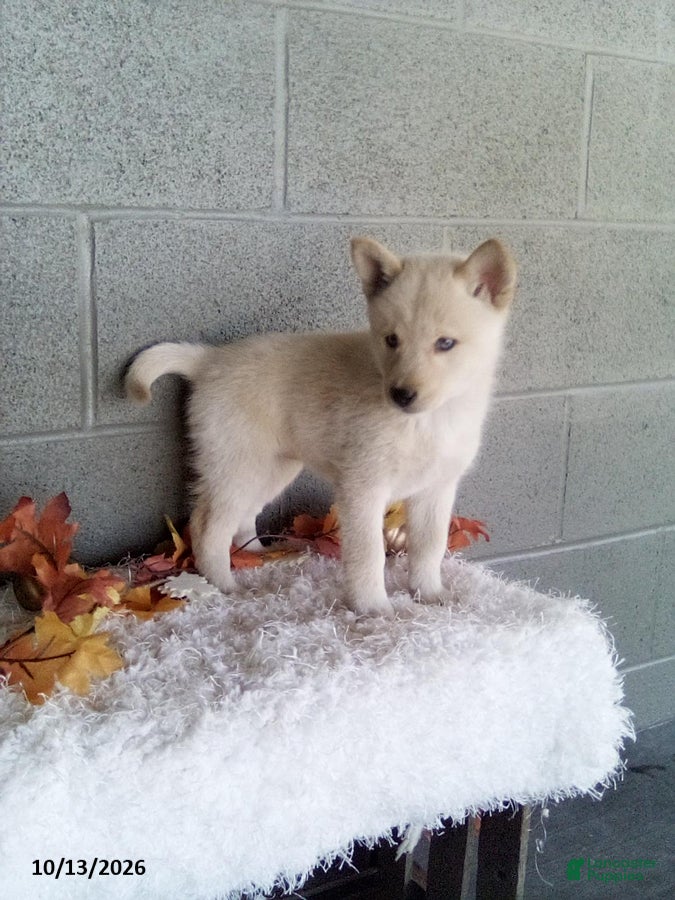 Pomsky dogs Lucy - Ad 2