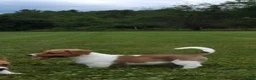 Mixed Breed dogs for sale: Orpheus - Ad 17