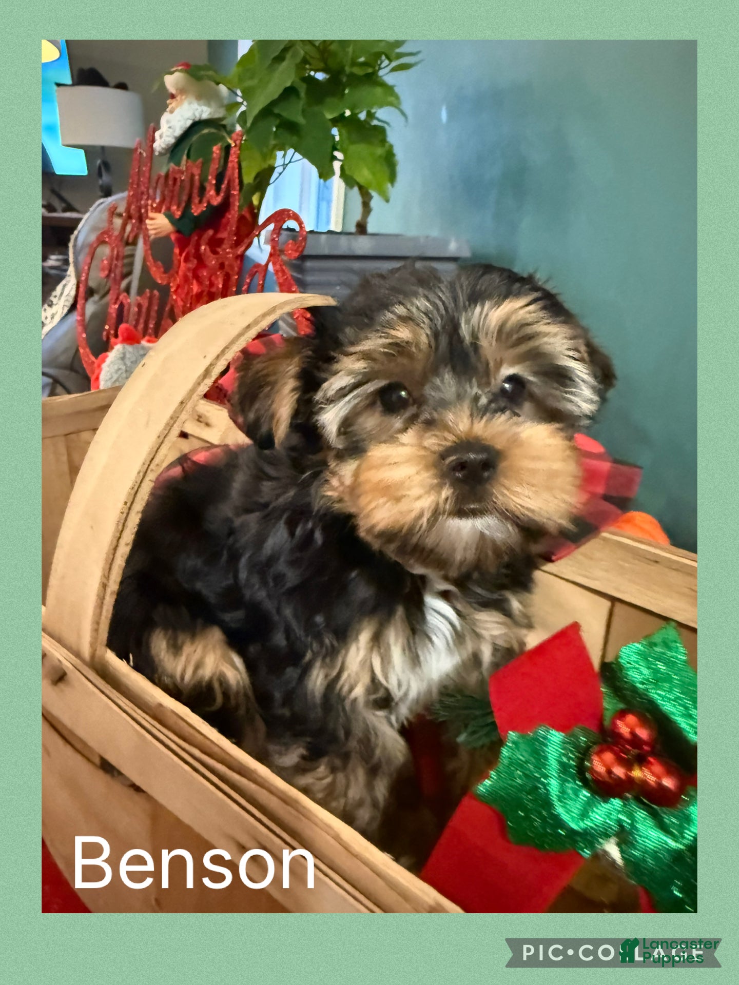 Yorkshire Terrier dogs Yorkshire Terrier Puppy 1 BENSON - Ad 28