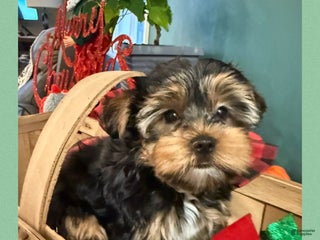 Yorkshire Terrier dogs Yorkshire Terrier Puppy 1 BENSON - Ad 28