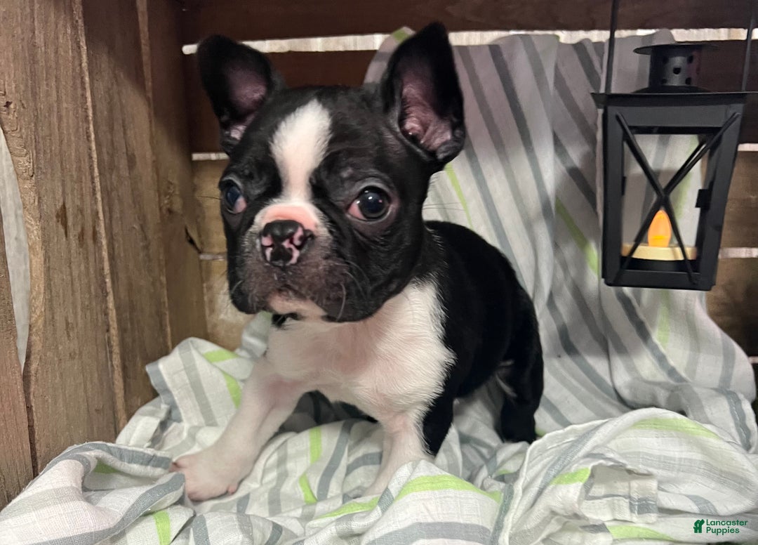 Boston Terrier dogs for sale: Bubba - Ad 2