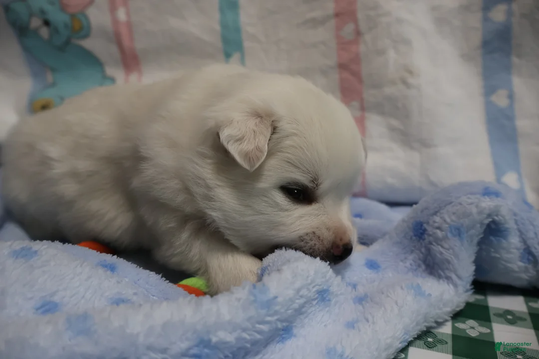 American Eskimo dogs for sale: Axel - Ad 11