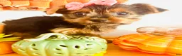 Yorkshire Terrier dogs for sale: Teacup pumpkin - Ad 5