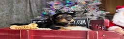 Miniature Dachshund dogs for sale: Import Akc PRA clear - Ad 14
