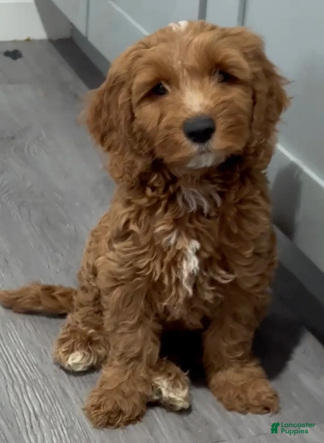 Mini Goldendoodle dogs for sale: Mini Goldendoodle milo - Ad 1