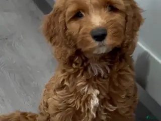 Mini Goldendoodle dogs Mini Goldendoodle milo - Ad 42
