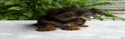 Yorkshire Terrier dogs for sale: Carla - Ad 7