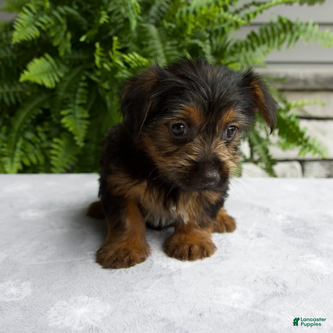 Yorkshire Terrier dogs for sale: Carla - Ad 7