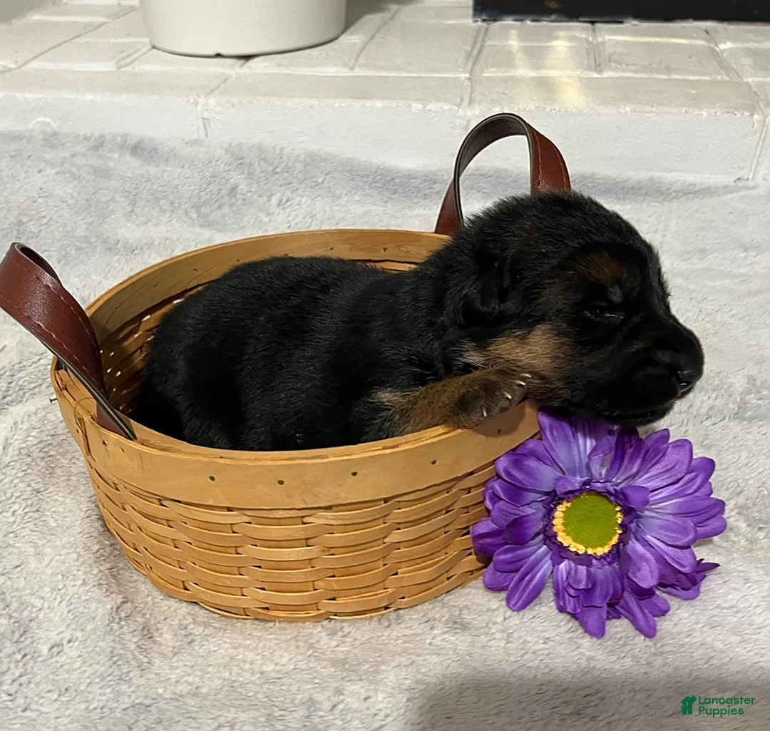 German Shepherd dogs for sale: Riley - Ad 1