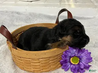 German Shepherd dogs Riley - Ad 6