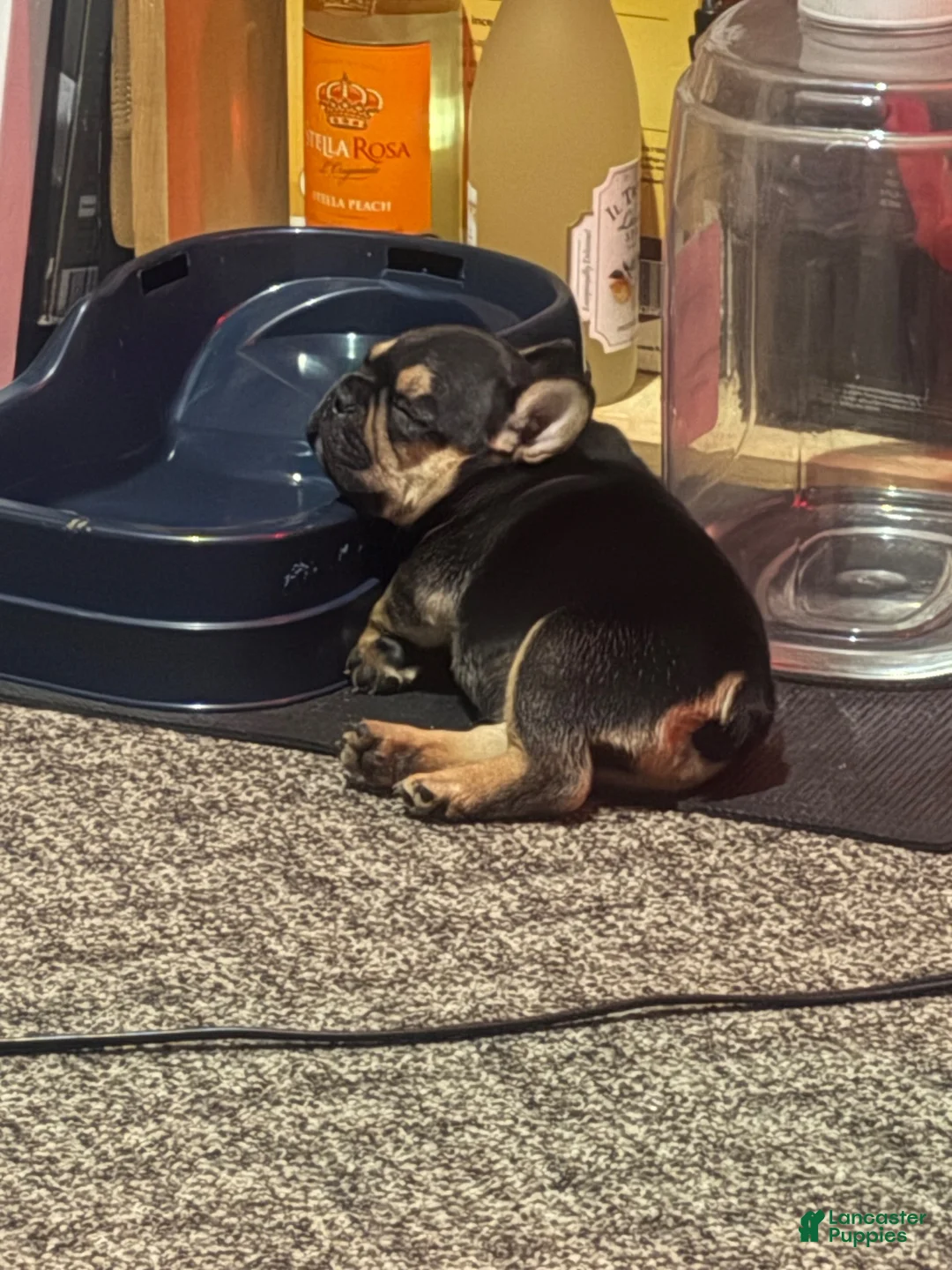French Bulldog dogs for sale: French Bulldog 2 - Ad 1