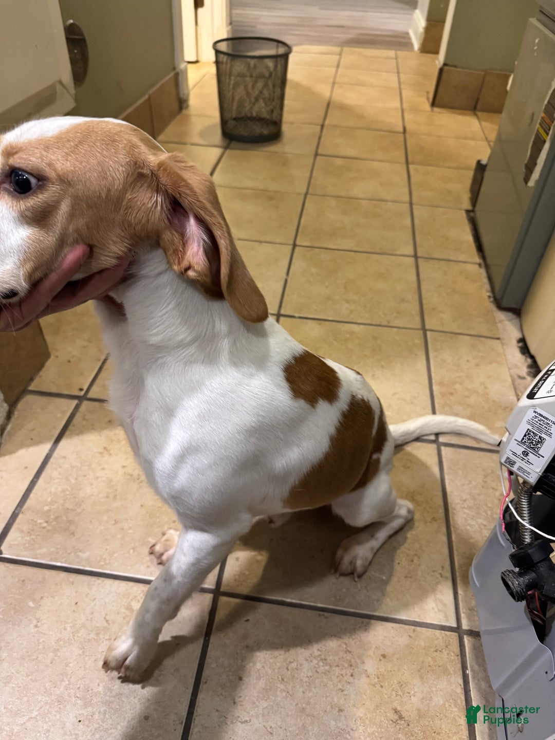 Beagle dogs for sale: Beagle Puppy 1 - Ad 6