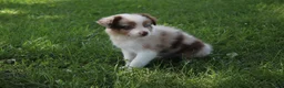 Australian Shepherd dogs for sale: Skyla - Ad 1
