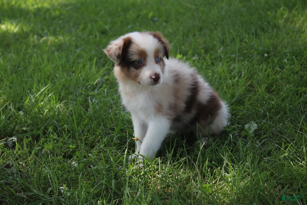 Australian Shepherd dogs for sale: Skyla - Ad 1