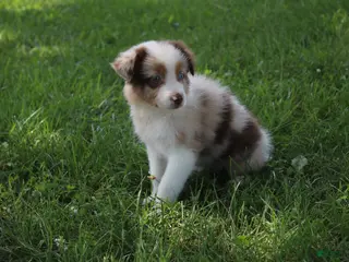 Australian Shepherd dogs Skyla - Ad 35
