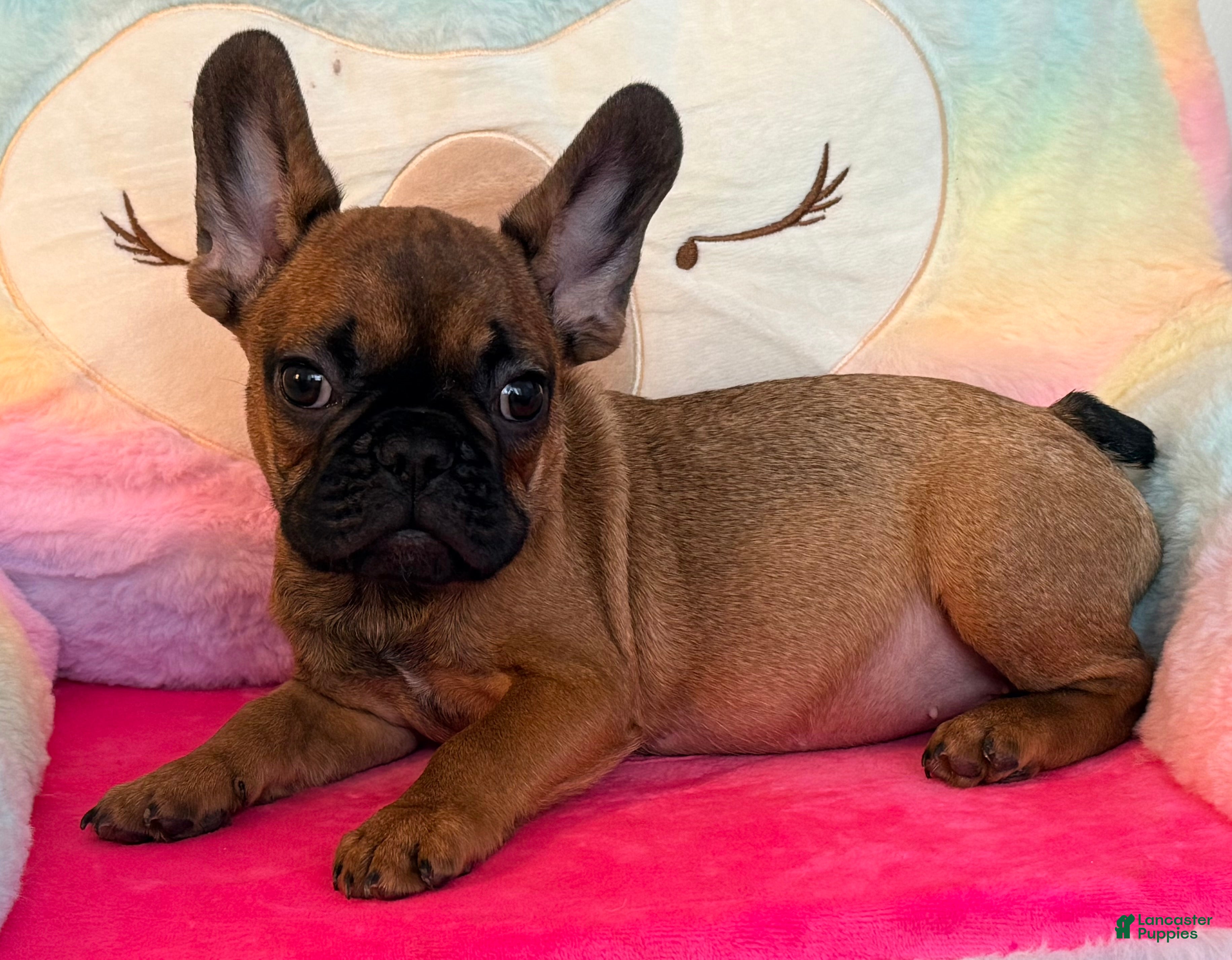 French Bulldog dogs for sale: bubba - Ad 1
