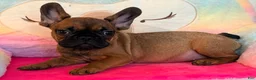 French Bulldog dogs for sale: bubba - Ad 1