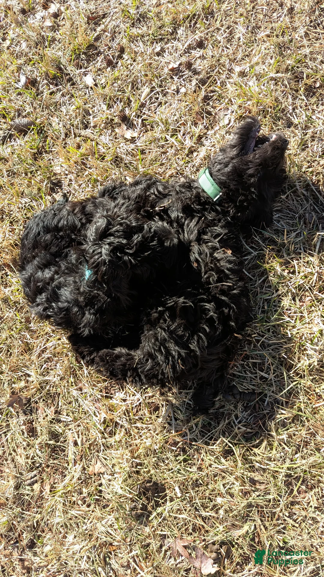 Whoodle dogs for sale: Blue - Ad 2