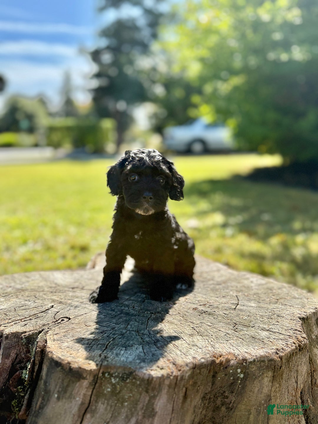 Cockapoo dogs for sale: Gabby - Ad 2