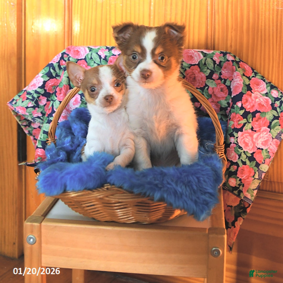 Chihuahua dogs for sale: Tag - Ad 3
