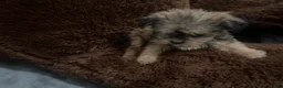 Shorkie dogs for sale: Rosalina - Ad 2