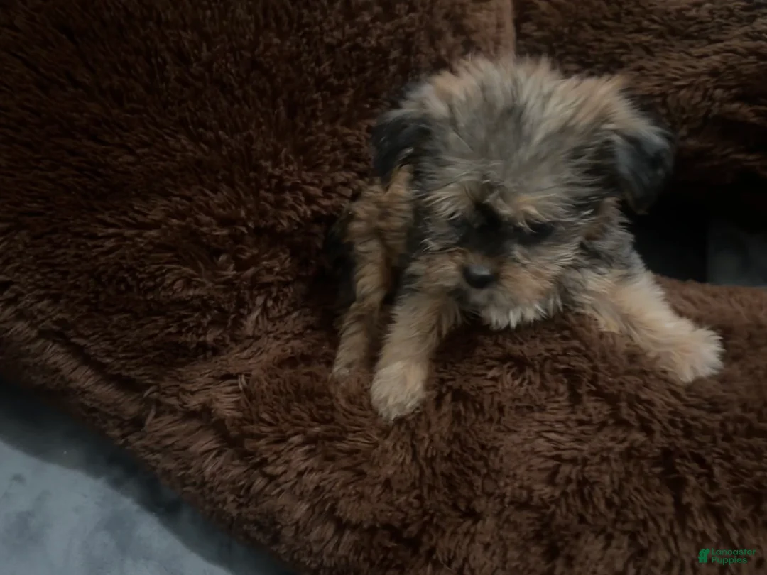 Shorkie dogs for sale: Rosalina - Ad 2
