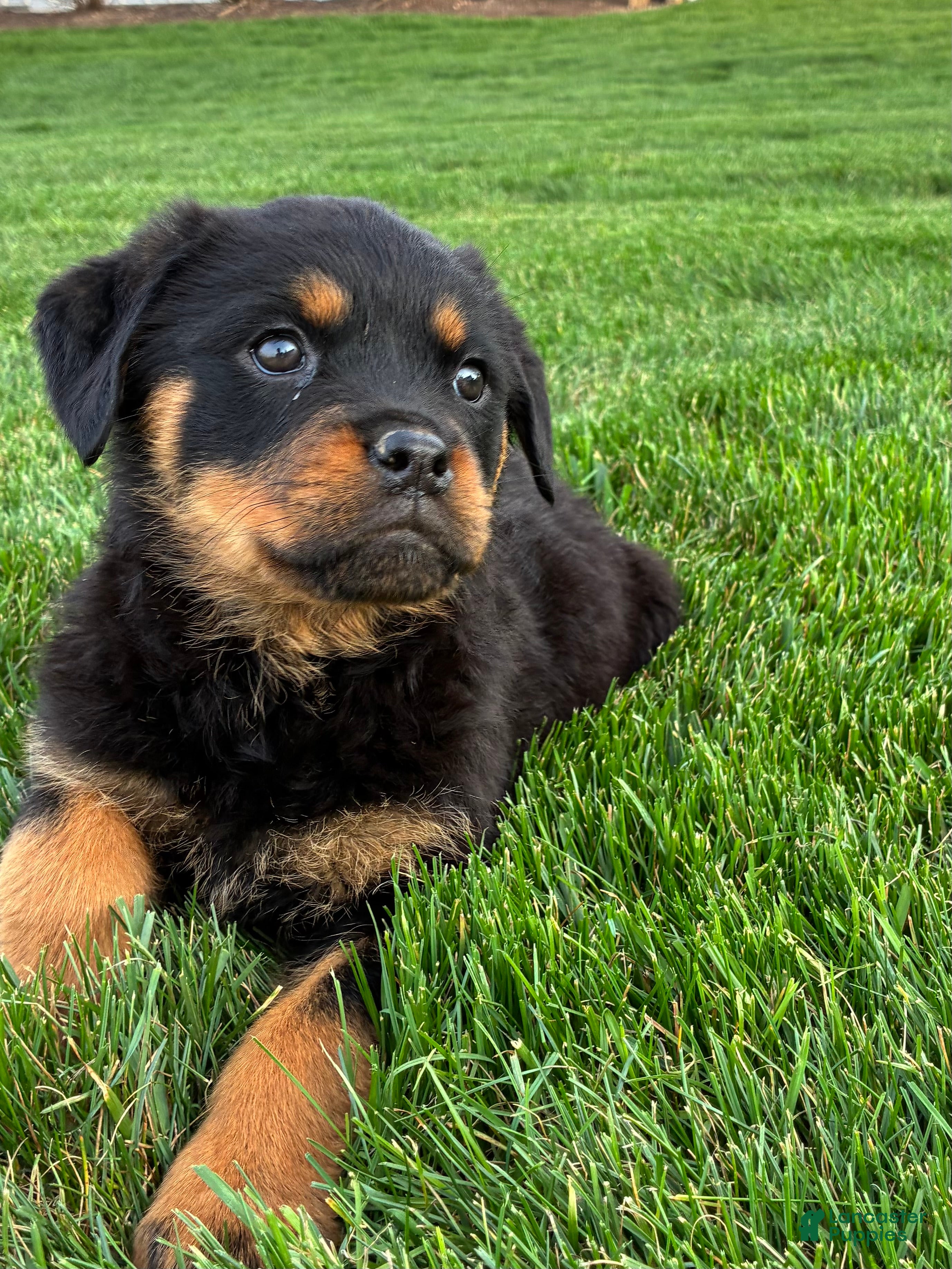 Rottweiler dogs Bella - Ad 1
