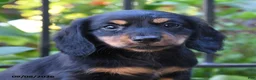 Miniature Dachshund dogs for sale: Noodle - Ad 4