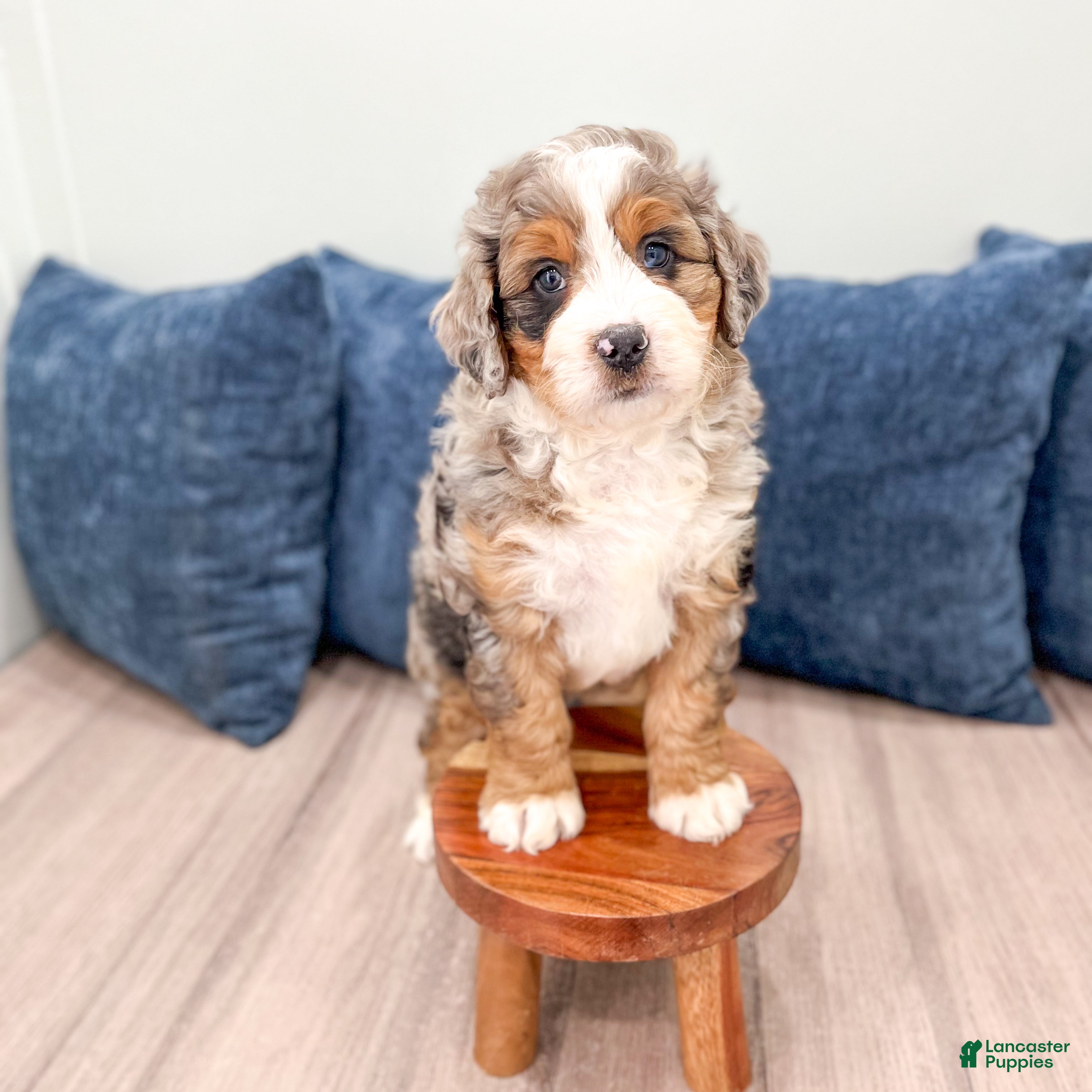 Mini Bernedoodle dogs Isabella - Ad 2