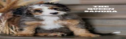 Mixed Breed dogs for sale: The Queen Sandra - Ad 1