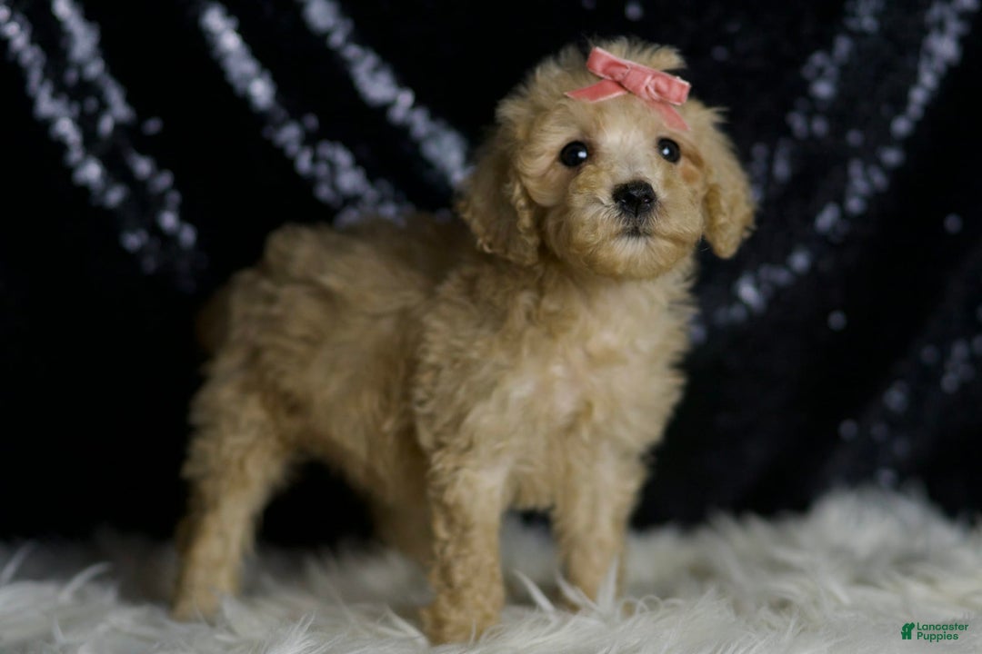 Mini Goldendoodle dogs for sale: Duckie - Ad 5