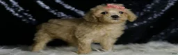 Mini Goldendoodle dogs for sale: Duckie - Ad 3