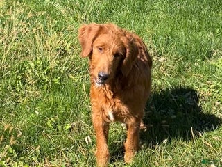 Goldendoodle dogs - Ad 41