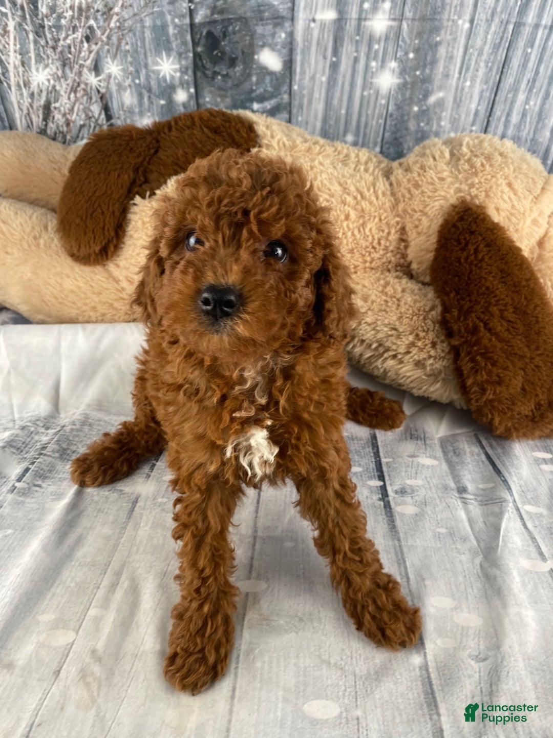 Miniature Poodle dogs for sale: Winnie - Ad 3