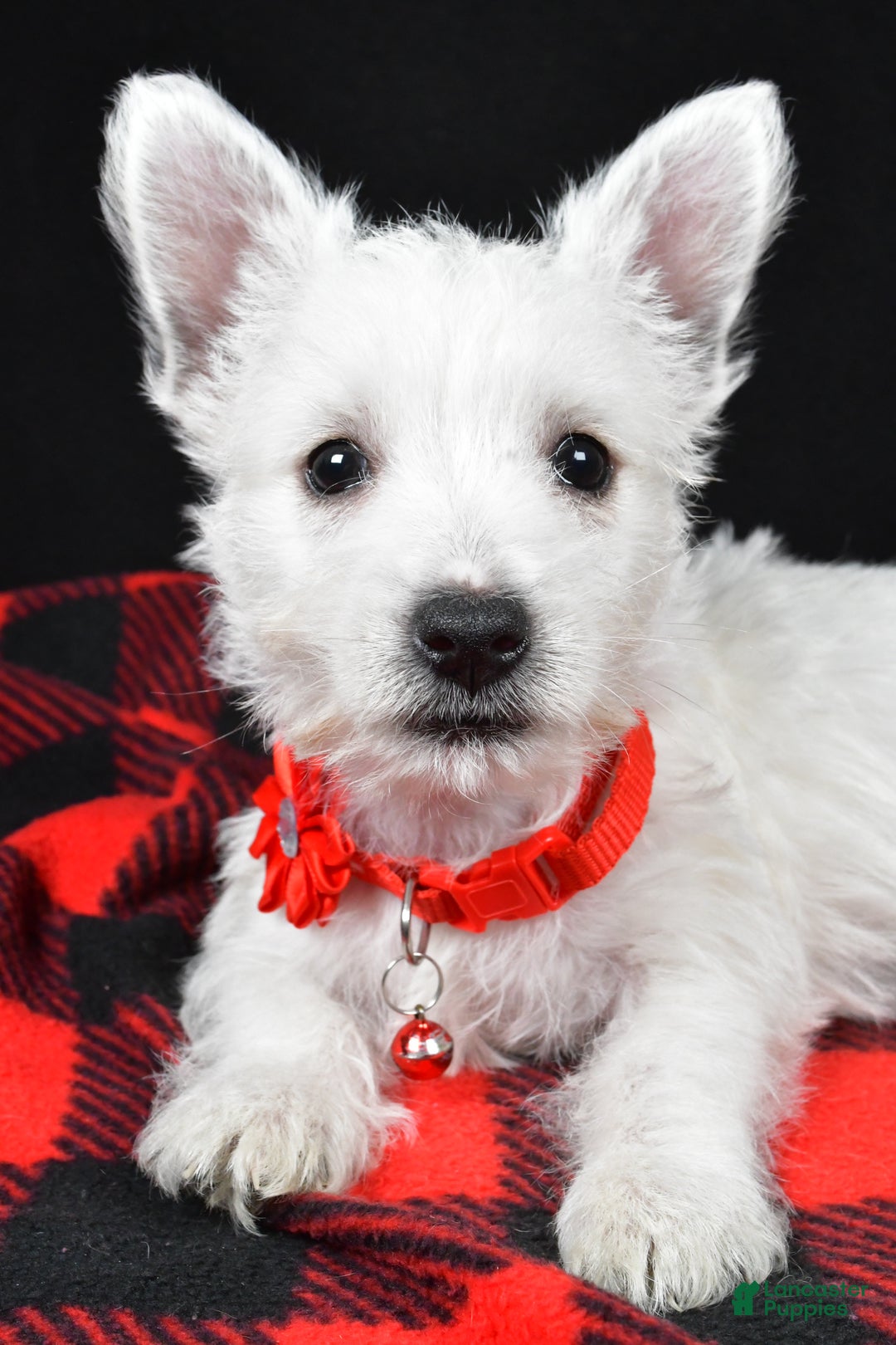 West Highland Terrier dogs for sale: Eva - Ad 3