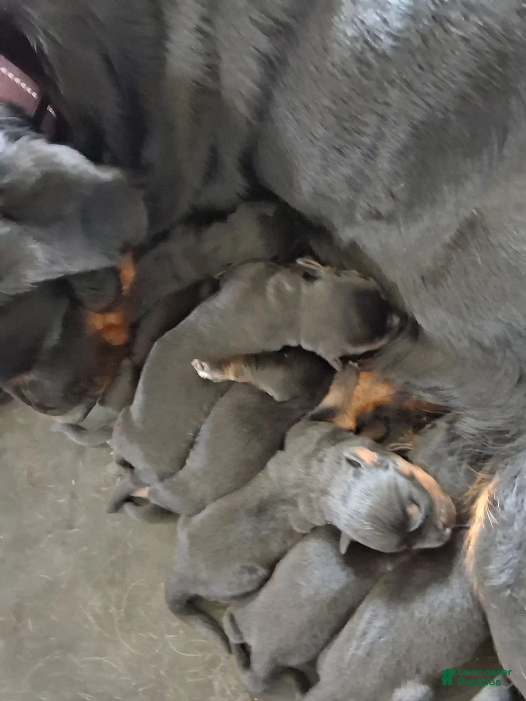 Rottweiler dogs for sale: Rottweiler Puppy 1 - Ad 2