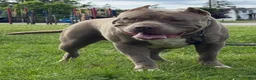 American Bully dogs for sale: Mr. Freckles - Ad 11