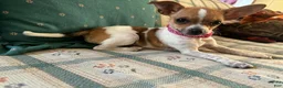 Chihuahua dogs for sale: ♡ Bobbi Girl ♡  - Ad 13