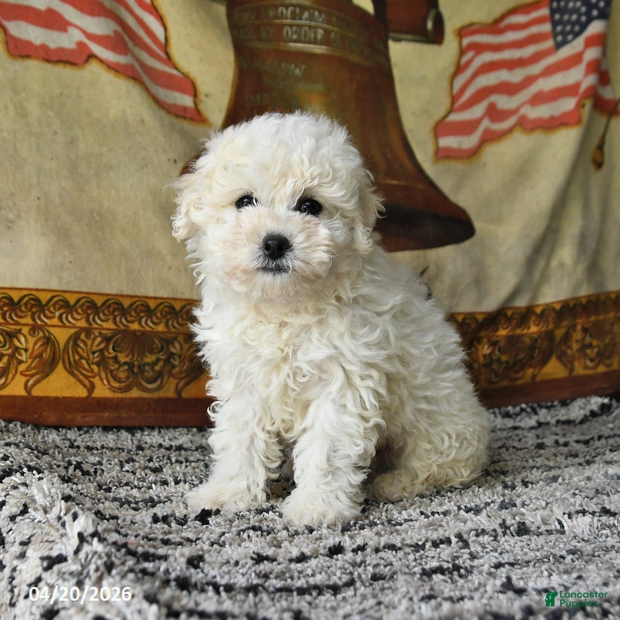 Bichon Frise dogs Ace - Ad 2