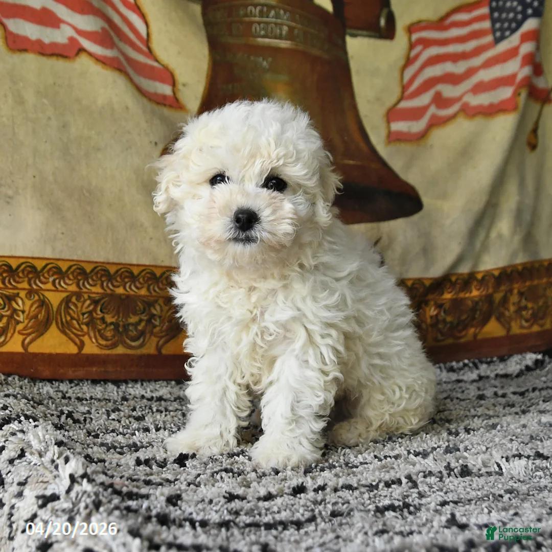 Bichon Frise dogs for sale: Ace - Ad 2
